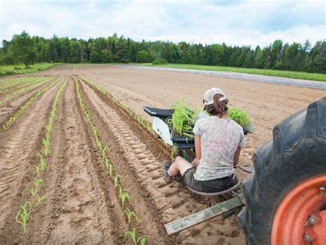 More Better Seed High Mowing Organic Non Gmo Seeds