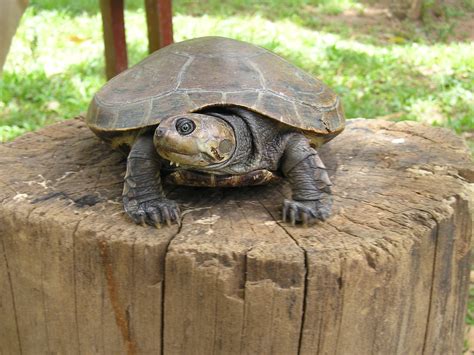 Arrau River Turtle Dmagnolia Flickr