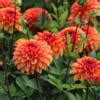 Dahlia American Sunset Buy Plants At Coolplants