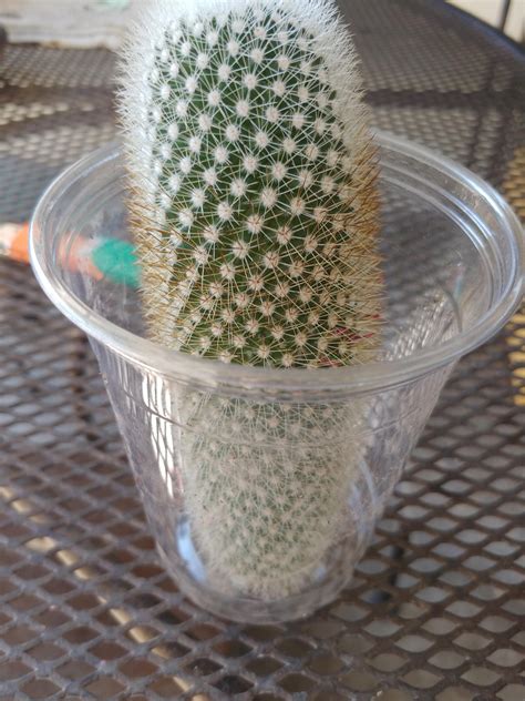 Cursed Dildo R Cursedimages