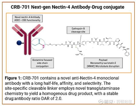 相遇nectin 4：安斯泰来的padcev，勇闯天涯 石药集团01093 迈威生物 Ush688062 百奥泰