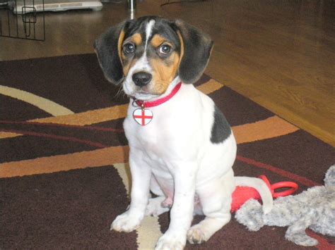 Jackabee (Jack Russell Terrier-Beagle Mix) Info, Puppies, Pictures