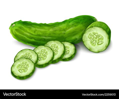 Cucumber Isolated On White Royalty Free Vector Image