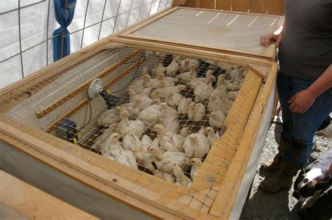 Cheap Chick Brooder Brooder Chicken Enclosure Chicken Brooder