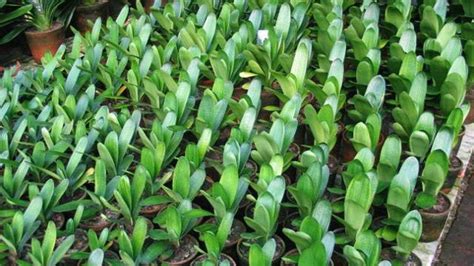 Hay plantas y árboles que no necesitan de mucha agua elsalvador