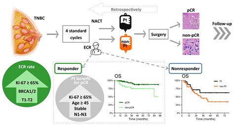 Cancers Free Full Text Neoadjuvant Chemotherapy Of Triple Negative