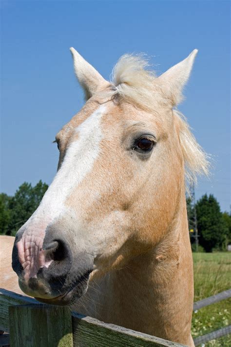 Horse Head Portrait Free Stock Photo Public Domain Pictures