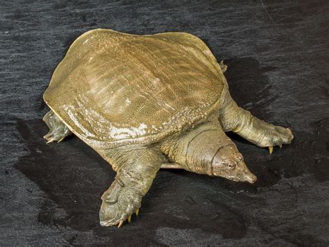 chinese softshell turtle animal  fandom