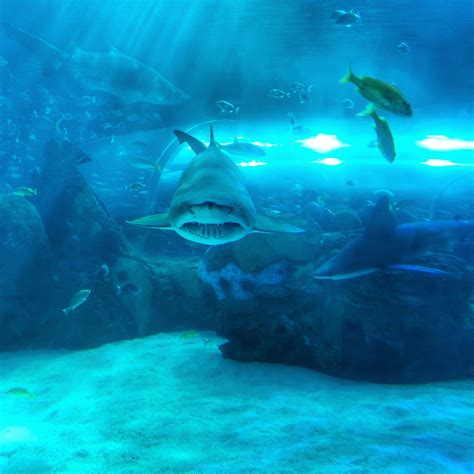 Brooklyn Aquarium Sharks at Karen Spaulding blog