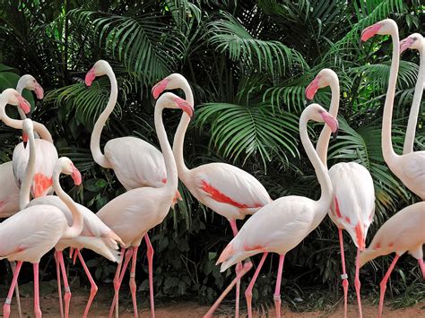 Baby Flamingos: Everything You Need To Know (with… | Bird Fact