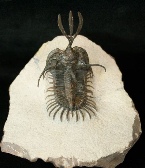 Outstanding Trident Walliserops Trilobite New Variation For