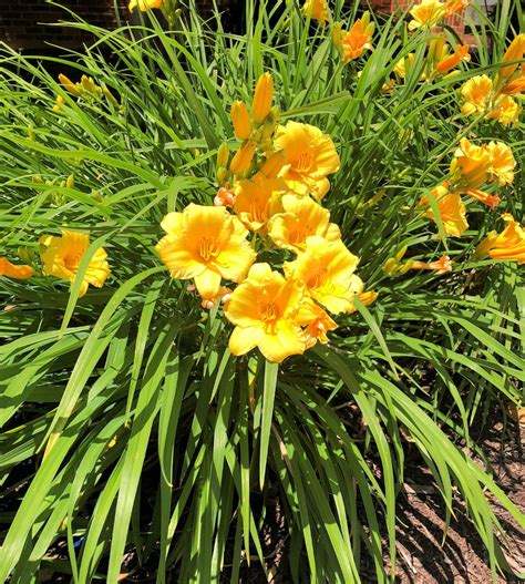 Buy Stella Doro Daylily Plants Online Stadler Nurseries