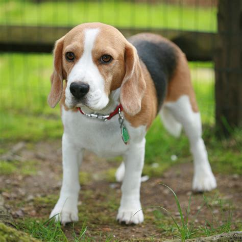 10 Best Beagle Dog Names