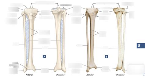 Tibia And Fibula Bone Markings Diagram Quizlet