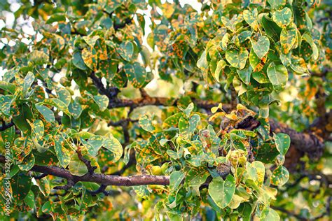 Pear Tree Fungal Disease Gymnosporangium Sabinae Rust Infected Pear Leaves Trellis Rust Of