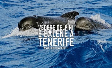 Avvistamento Cetacei A Tenerife Dove E Quando Vedere Balene E Delfini