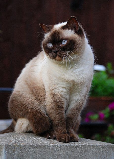 Himalayan Cat Info Temperament Grooming Life Expectancy Kittens