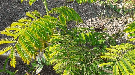 Pride Of Barbados Plant Has Blossomed Caesalpinia Pulcherrima Youtube