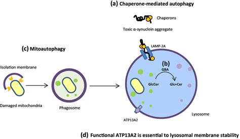 Lysosome Dependent Degradation Pathways As Indicated A Toxic