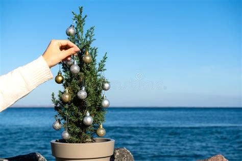 Petit Arbre Chinois D Cor De Boules De No L Sur Des Pierres De Granit