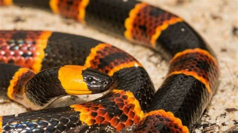 How Poisonous Are Coral Snakes?