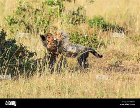 Cheetah Acinonyx Jubatus Mother And Cute Baby Cub Kitten Cuddling