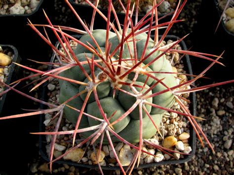 Thelocactus hexaedrophorus DS 411696 Solitär Typ 4