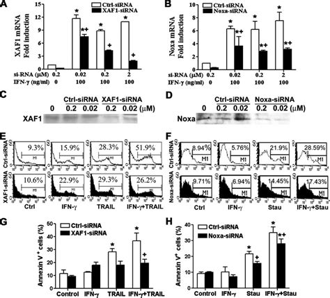 Induction Of Xaf And Noxa Contributes To Ifn Mediated Potentiation Of