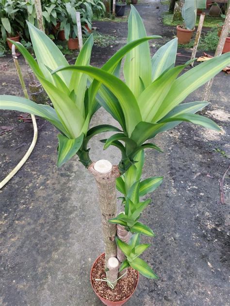 Variegated Dracaena Fragrans Furniture Home Living Gardening