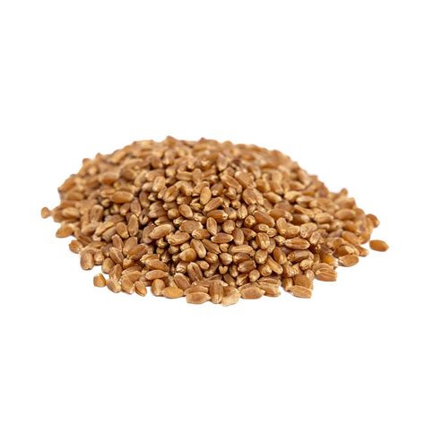 Organic Hard Red Wheat Sprouting Seeds Pack by Patriot Seeds – My ...