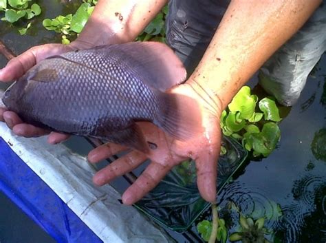 Cara Praktis Budidaya Ikan Gurame Agar Cepat Besar Dan Panen