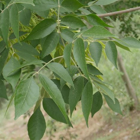 Fraxinus mandshurica (Fraxinus mandshurica) - PictureThis