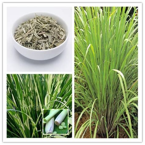 Lemongrass Plant Seeds