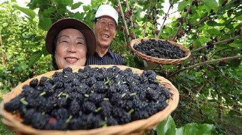 Asian Mulberry Fruit Farm And Harvest Mulberry Juice Processing