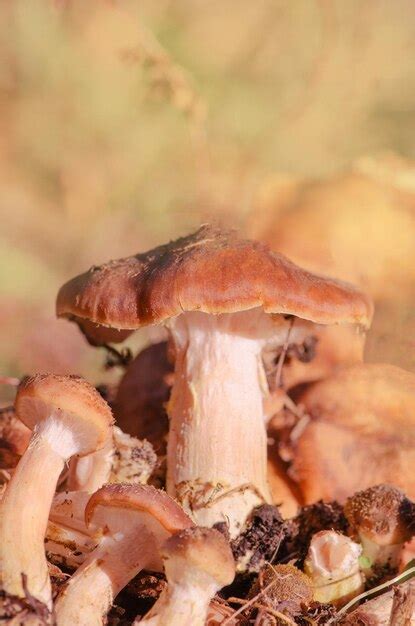 Seta Armillaria Mellea Que Crece En El Bosque De Oto O Setas De Hongo