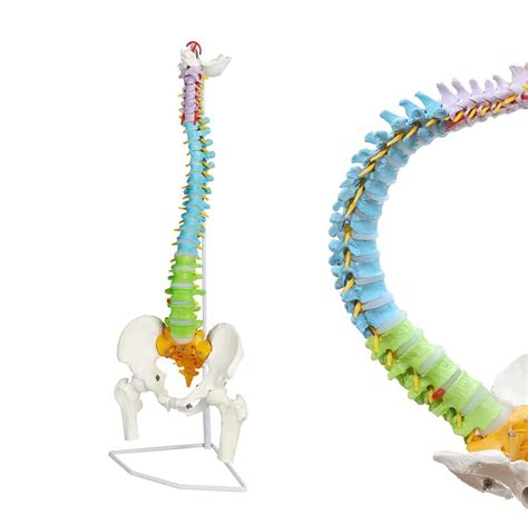 Buy Uigjiog Medical Anatomical Super Flexible Spine Model With Pelvis