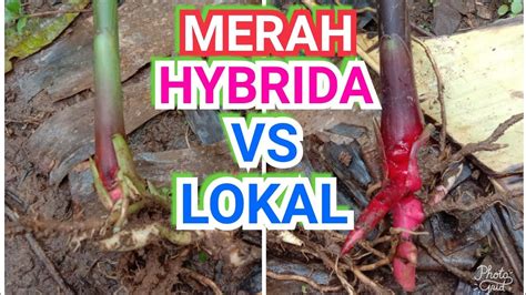 Perbedaan Kapulaga Hybrida Merah Dengan Merah Lokal Youtube