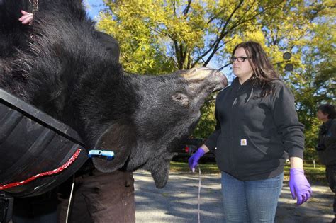 Extended N J Bear Hunt Kill Total Increases To For First Days