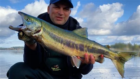 Chum Salmon Catch Cook Puget Sound Salmon Fishing Youtube