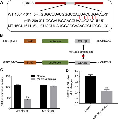 Gsk3β Was A Direct Target Of Mir 26a A And B Gene Structure Of Gsk3β