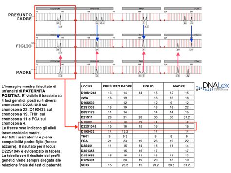 Dnalex Risultati Del Test Di Paternit