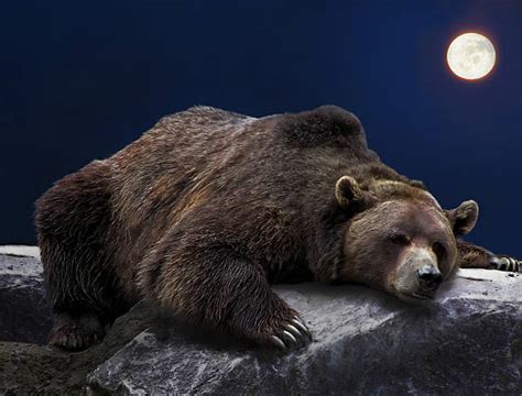bear sleep stock  pictures royalty  images istock