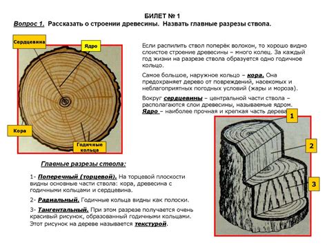 Наружное кольцо – кора - презентация онлайн