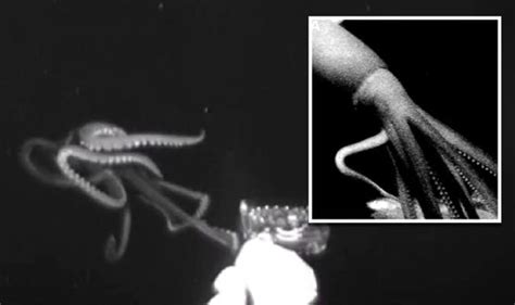 Giant squid filmed hunting prey 2,500ft under the sea for the very ...