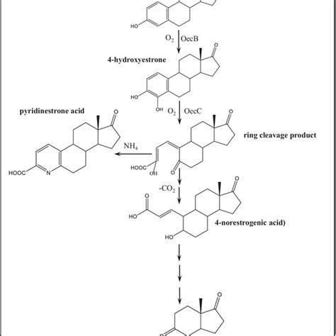 Proposed E Aerobic Biodegradation Pathway In Activated Sludge From