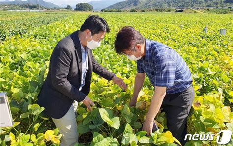 괴산군 252억원 들여 노지 콩 생산 스마트 농업단지 구축 네이트 뉴스