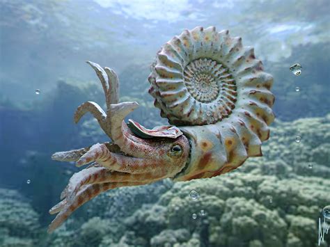 nautiloid  behance