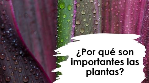 Por qué son importantes las plantas YouTube