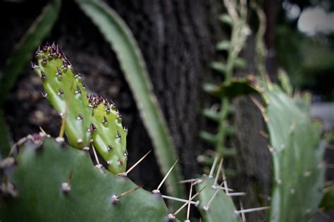 Nopal Cochinilla del nopal qué es y cómo eliminarla de tu nopal