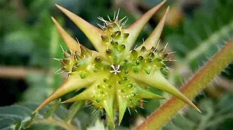 Tribulus terrestris para que serve benefícios e como tomar